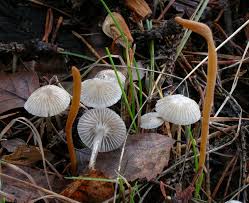 Attēlu rezultāti vaicājumam “Mycena belliarum”