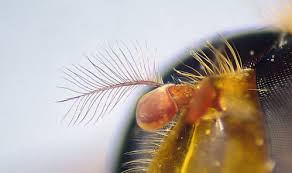 Attēlu rezultāti vaicājumam “Arctophila superbiens”