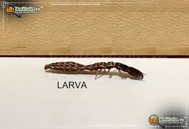 Attēlu rezultāti vaicājumam “Raphidioptera larva”