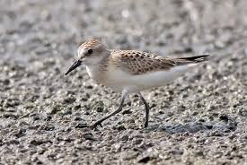 Image result for Calidris pusilla
