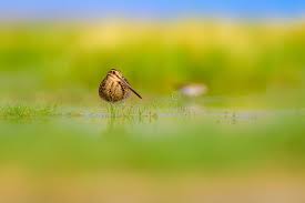 Attēlu rezultāti vaicājumam “Gallinago gallinago nest”