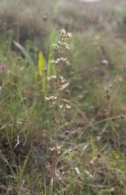 Attēlu rezultāti vaicājumam “Silene otites fruit”