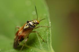 Attēlu rezultāti vaicājumam “Lygus pratensis nymph”