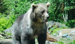 Attēlu rezultāti vaicājumam “Ursus arctos”