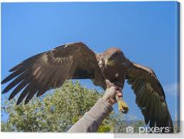Attēlu rezultāti vaicājumam “Aquila pomarina”