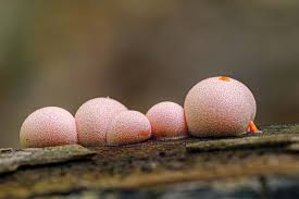 Attēlu rezultāti vaicājumam “Lycogala conicum macro”