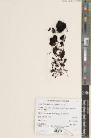 Attēlu rezultāti vaicājumam “Schistidium robustum”