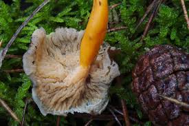 Attēlu rezultāti vaicājumam “Hemitrichia lutescens”