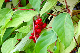 Attēlu rezultāti vaicājumam “Schisandra chinensis”