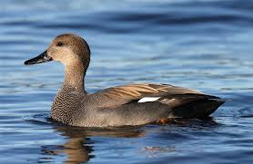 Attēlu rezultāti vaicājumam “Anas strepera”