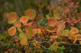 Attēlu rezultāti vaicājumam “Betula nana leaf”