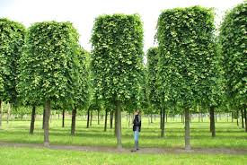 Attēlu rezultāti vaicājumam “Tilia”