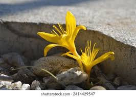 Attēlu rezultāti vaicājumam “Colchicum luteum”