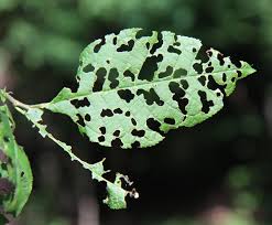 Attēlu rezultāti vaicājumam “Gonioctena”