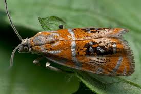 Attēlu rezultāti vaicājumam “Olethreutes arcuella”