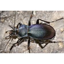 Attēlu rezultāti vaicājumam “Carabus violaceus”