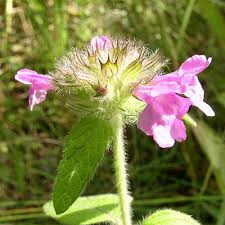 Attēlu rezultāti vaicājumam “Clinopodium vulgare”