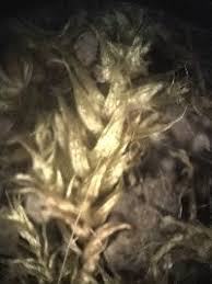 Attēlu rezultāti vaicājumam “Brachytheciastrum velutinum”