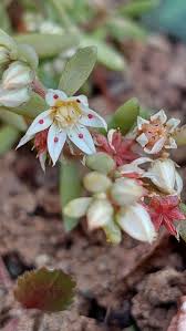 Attēlu rezultāti vaicājumam “Sedum hispanicum fruit”
