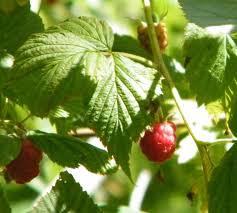 Attēlu rezultāti vaicājumam “Rubus idaeus fruit”