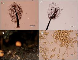 Attēlu rezultāti vaicājumam “Physarum bryocorticola spores”
