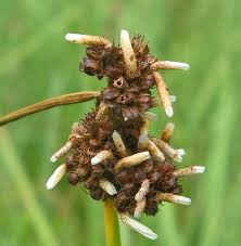 Attēlu rezultāti vaicājumam “Anacampsis blatariella”