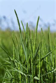 Attēlu rezultāti vaicājumam “Phleum pratense”