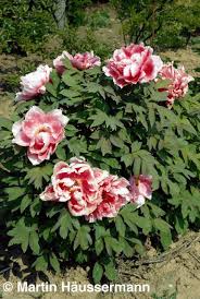 Image result for Pfingstrose