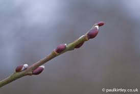 Attēlu rezultāti vaicājumam “Salix caprea bud”