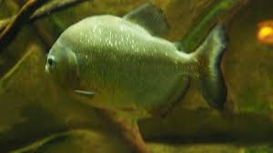 Image result for Prestatyn Piranhas