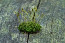Attēlu rezultāti vaicājumam “Sphagnum sporophyte”