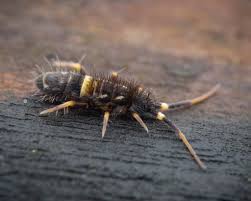 Attēlu rezultāti vaicājumam “Orchesella sp.”