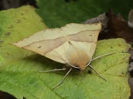 Attēlu rezultāti vaicājumam “Crocallis elinguaria”