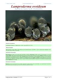 Attēlu rezultāti vaicājumam “Lamproderma ovoideum”