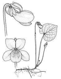 Attēlu rezultāti vaicājumam “Viola epipsila flower”