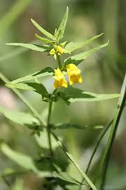 Attēlu rezultāti vaicājumam “Melampyrum sylvaticum”