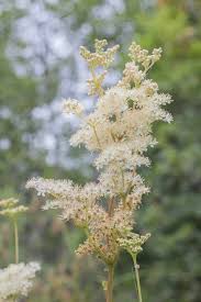 Attēlu rezultāti vaicājumam “Filipendula ulmaria  flower”