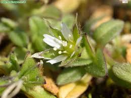 Attēlu rezultāti vaicājumam “Cerastium semidecandrum”