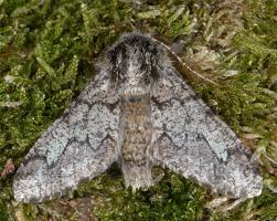 Attēlu rezultāti vaicājumam “Biston strataria”