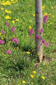 Image result for Pechnelke