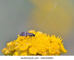 Attēlu rezultāti vaicājumam “Adelidae”