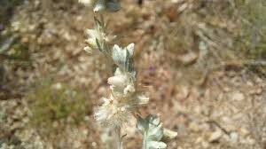 Attēlu rezultāti vaicājumam “Filago arvensis”