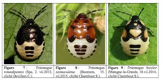 Attēlu rezultāti vaicājumam “Tritomegas bicolor imago”