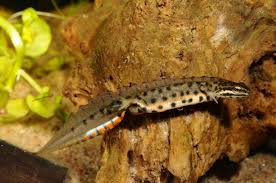 Attēlu rezultāti vaicājumam “Triturus vulgaris”