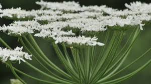 Attēlu rezultāti vaicājumam “Heracleum sosnowskyi flower”