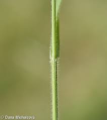 Attēlu rezultāti vaicājumam “Brachypodium sylvaticum fruit”