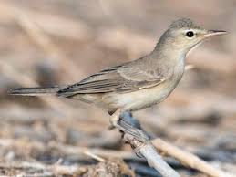 Image result for Hippolais pallida