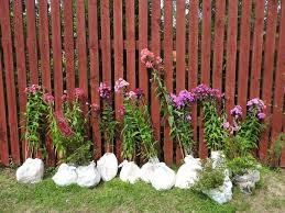 Image result for Phlox (großblumig)