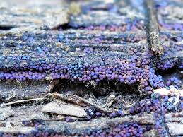 Attēlu rezultāti vaicājumam “Lamproderma violaceum”