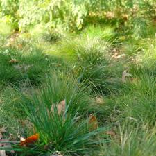 Attēlu rezultāti vaicājumam “Carex arenaria  leaf”